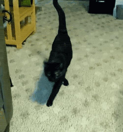 原来猫咪也会这样走路,原来猫咪平时都是踮着脚走路的