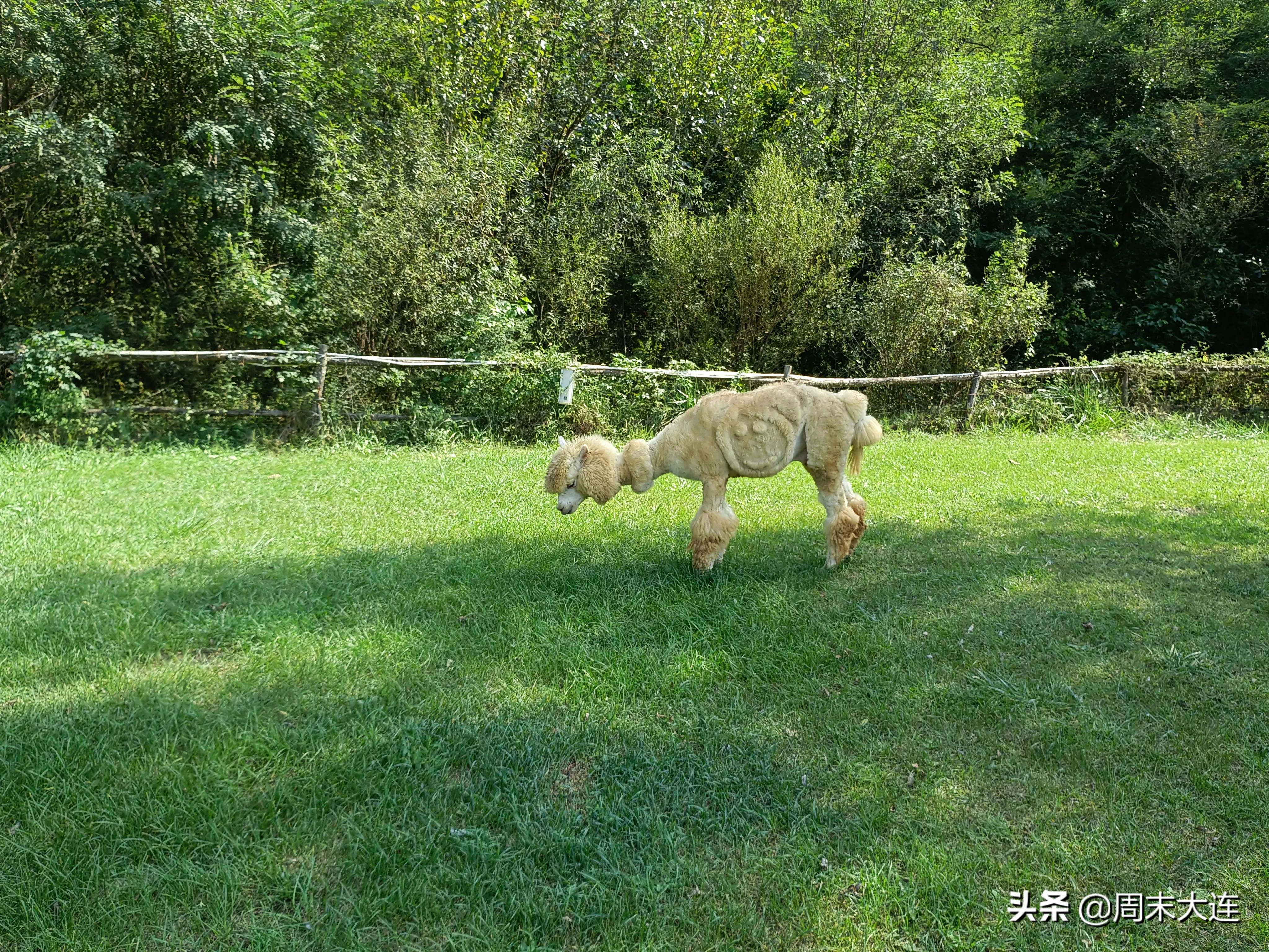 铭湖牧场是哪,铭湖牧场简介