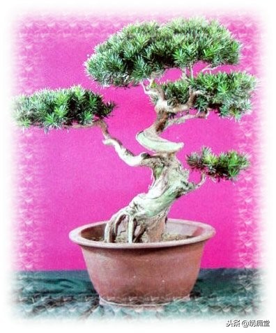 丛林式盆景欣赏,盆景欣赏及制作