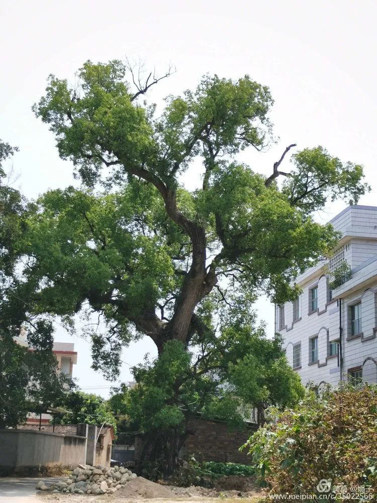 长泰县戴氏族谱,漳州市长泰县戴氏