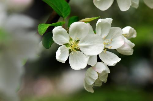 海棠花几乎不长叶,海棠花只开花不结果的品种
