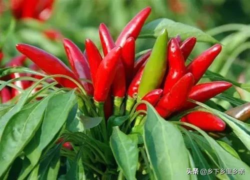 小麦引进中国之前人们吃什么,涨姿势科普刷新您对大米的认知