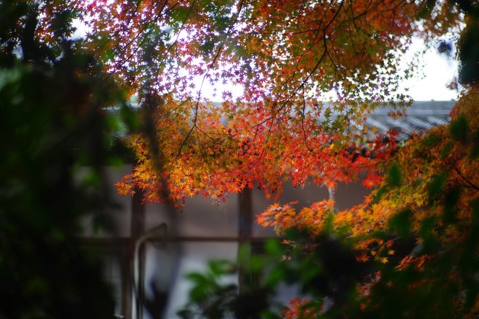 京都赏枫2022,京都赏枫必去景点有哪些好玩的