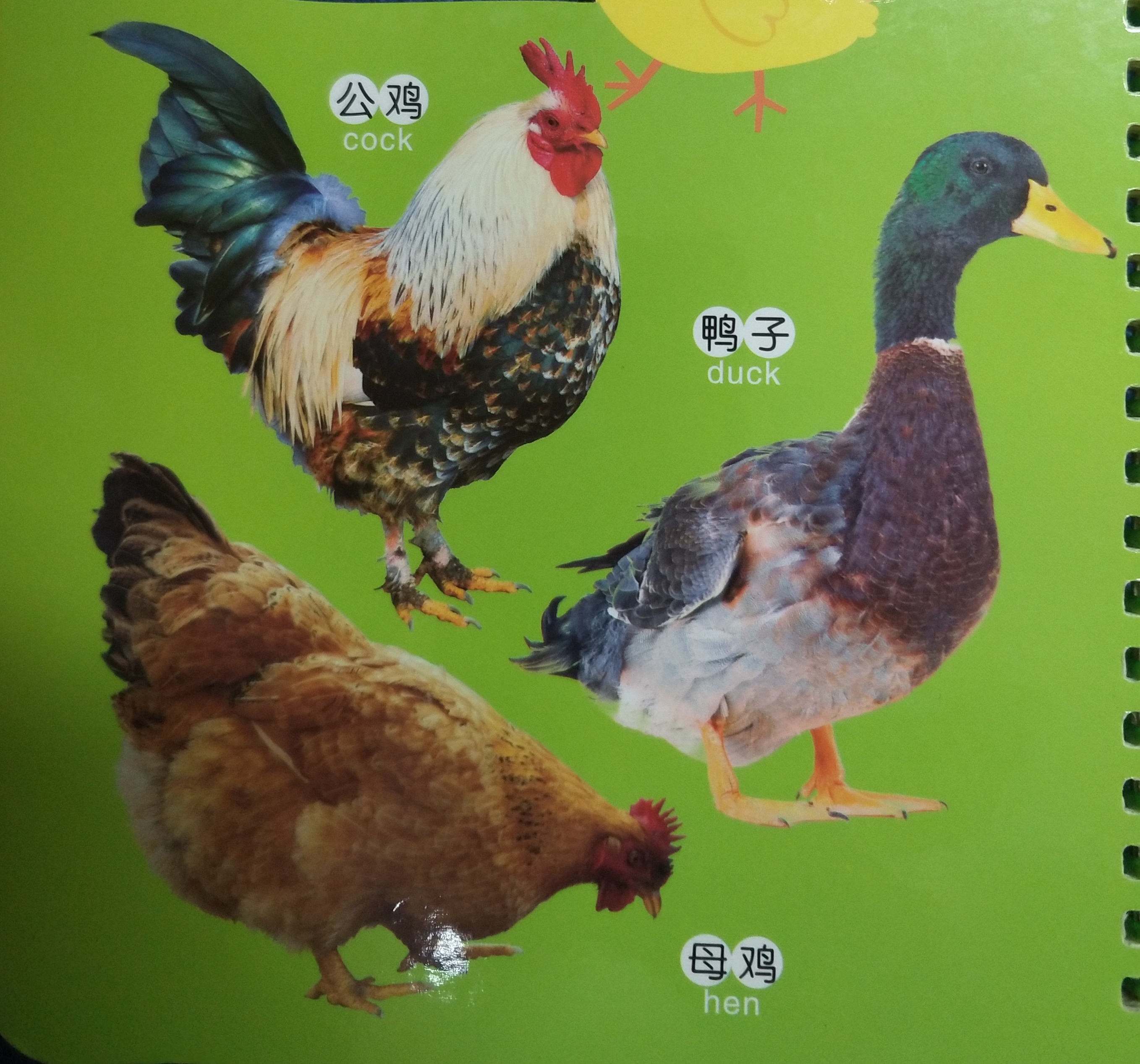 关于动物的绘本双语版,最会逃生的动物绘本