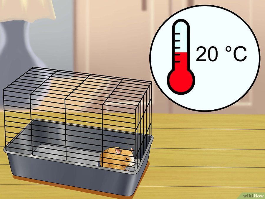 仓鼠趴着一动不动是什么意思,仓鼠怎么一动不动