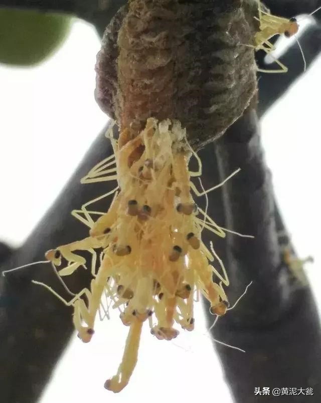 听大瓮聊聊生态种植里的那些事儿之昆虫篇（二）