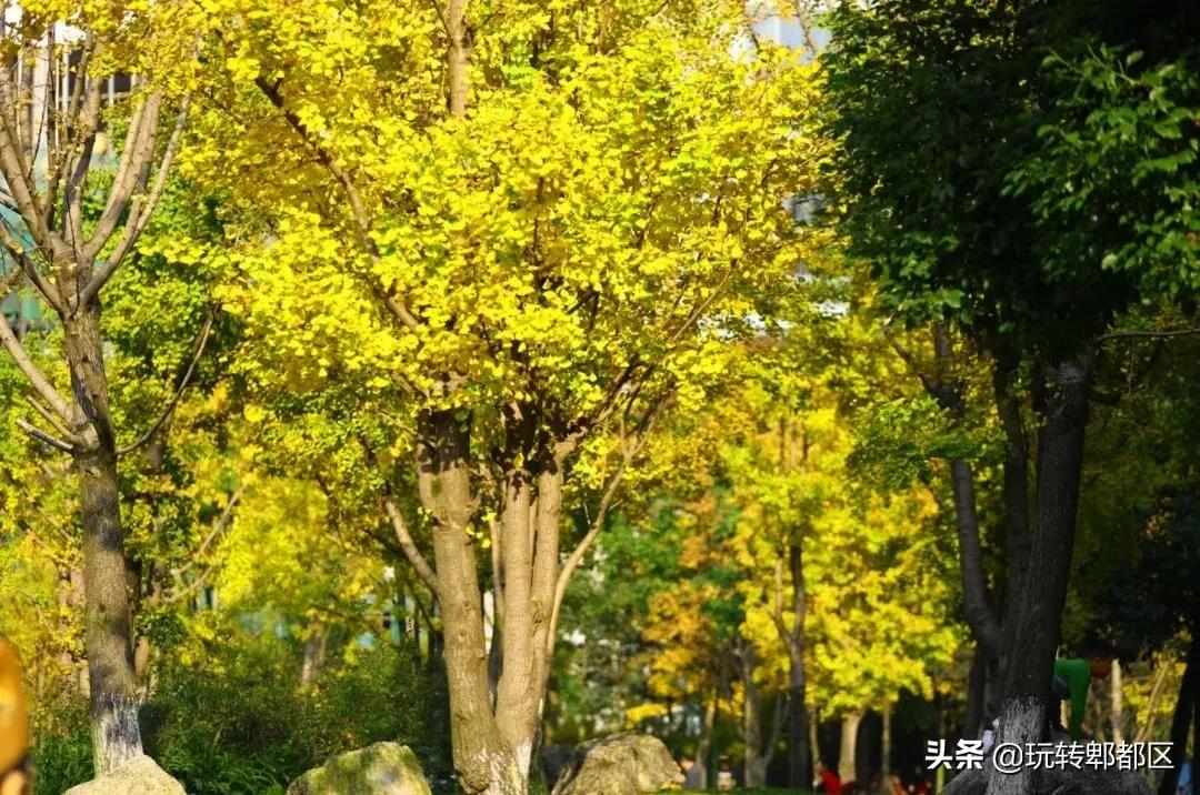 郫都区十大银杏打卡地,郫都区看银杏最好的地方