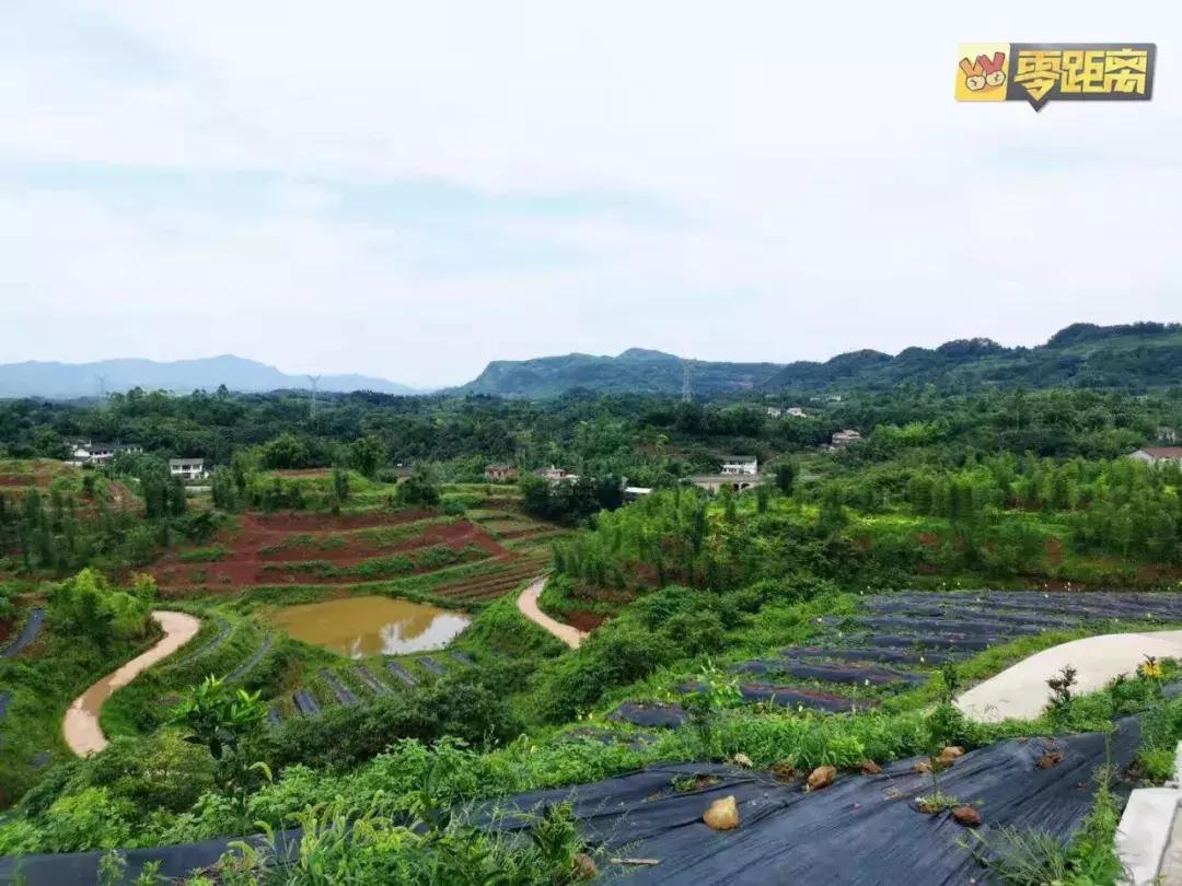 10块钱能吃遍宜宾这个镇？还有这些城头人不晓得的…