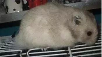 仓鼠的种类习性详细介绍,仓鼠有哪些亚种种类