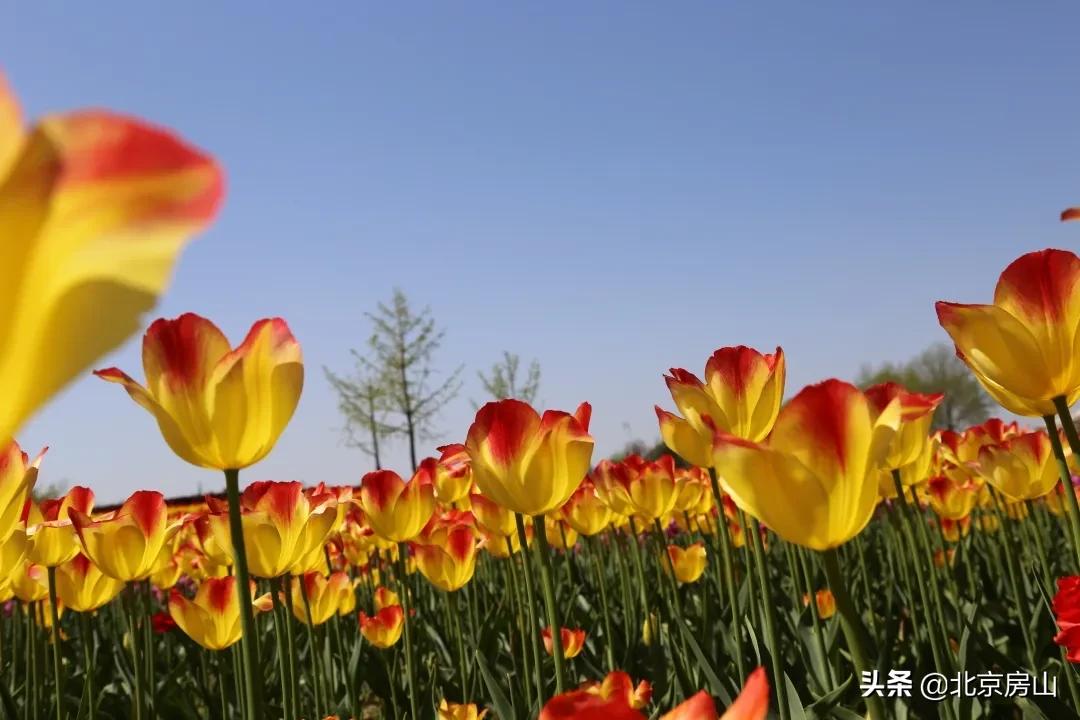 房山区长阳公园郁金香花,房山长阳公园郁金香花开了吗