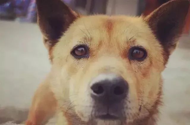 土狗对土主人忠诚吗,土狗vs洋狗