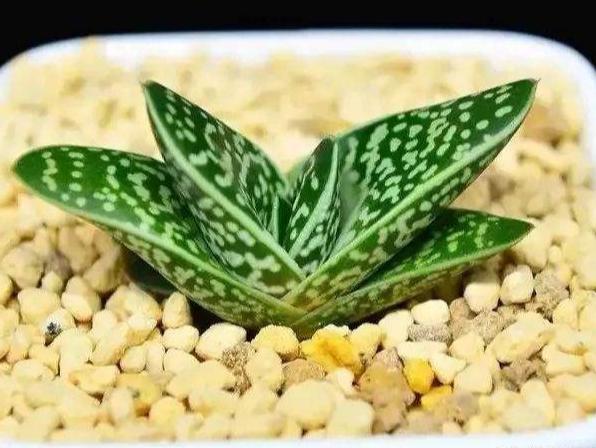 寓意财富的多肉,像元宝的多肉叫什么