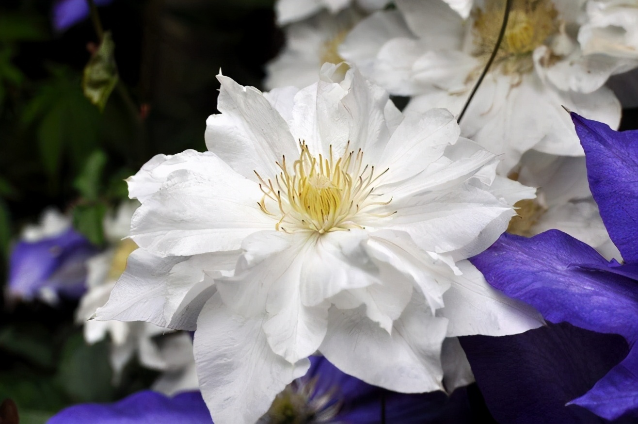 铁线莲叶子晒干了怎么办,铁线莲秋冬的枯叶需要剪掉吗