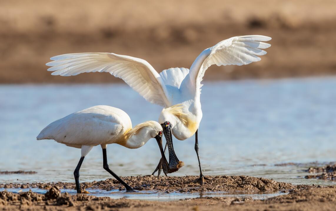 全球十大濒危物种,2024年国家珍贵濒危鸟类