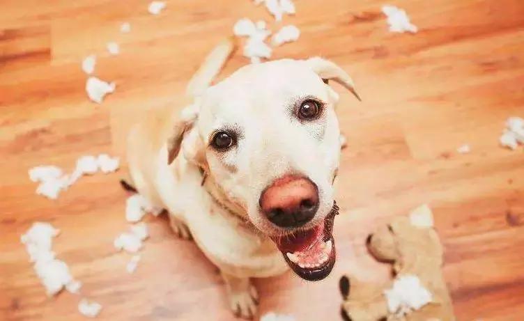 狗狗总是趁主人不在家拆家怎么办,主人不在家狗狗搞破坏是什么原因