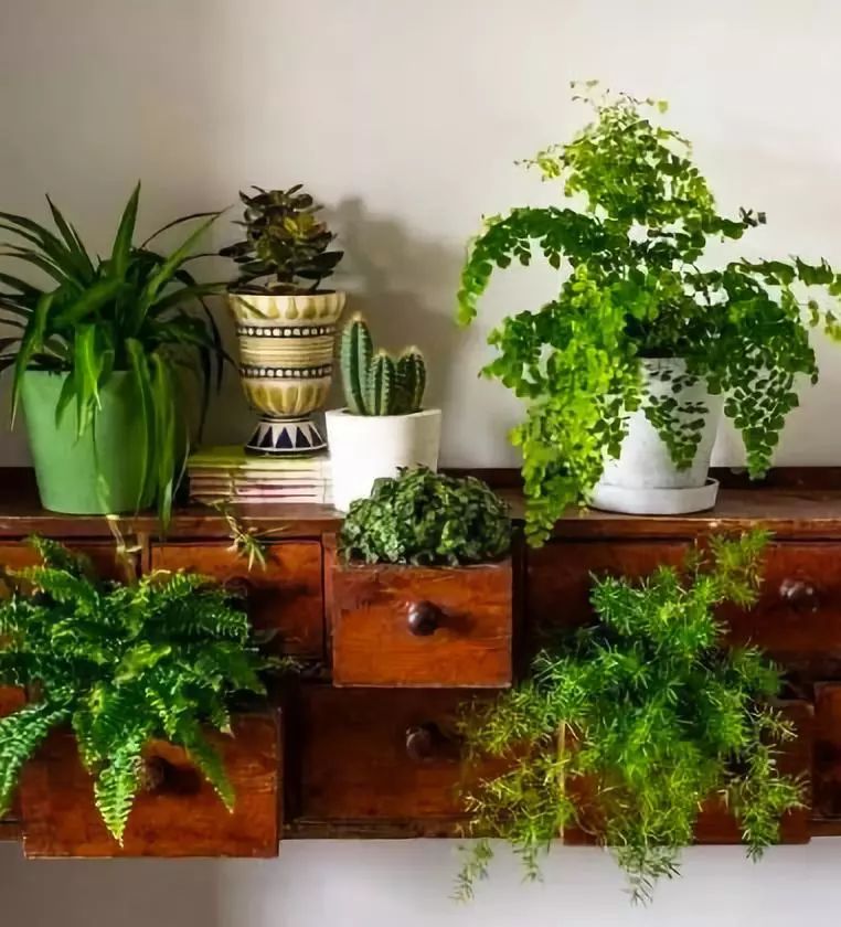 室雅何须大，花香不在多，在小屋里赏花种草，把日子过得刚刚好