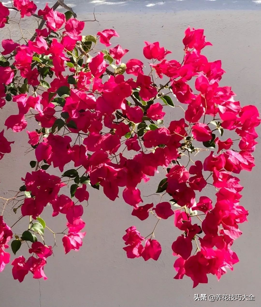 想要花养得好要施什么肥,想要花养得好就要勤换花