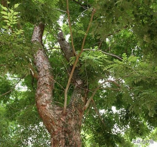 红木阔叶黄檀品种,红木种类红木家具