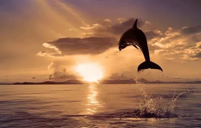 杜马盖地,杜马盖地如何