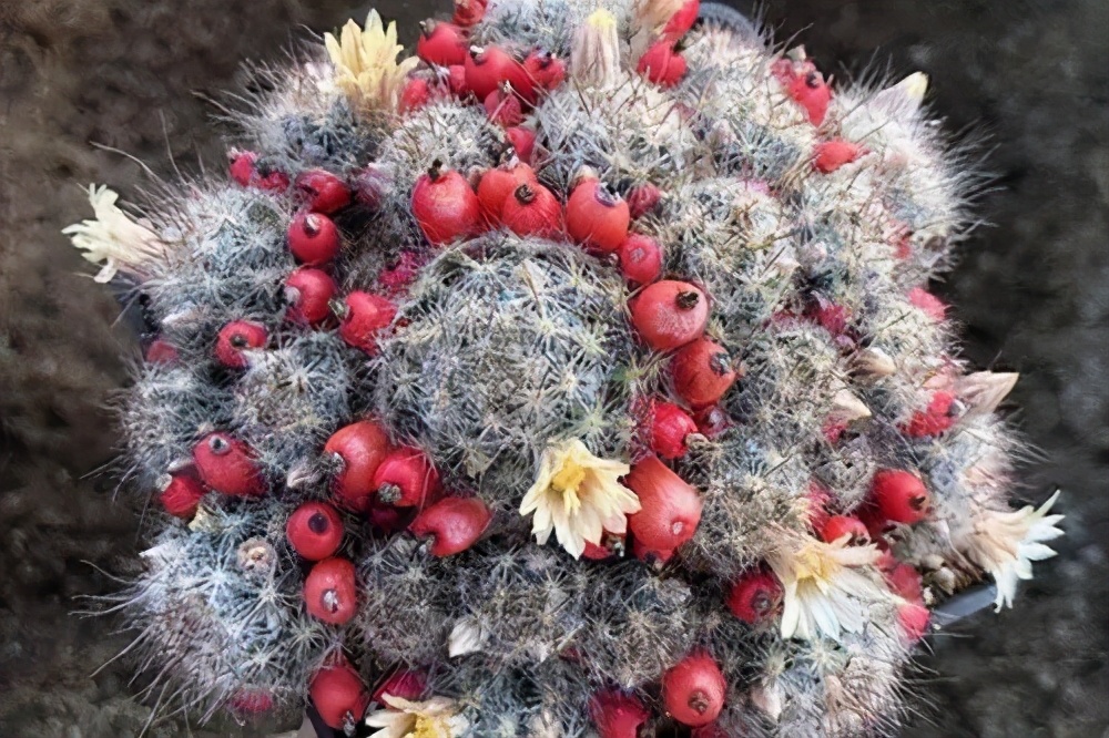 多肉仙人球哪个品种最好,多肉仙人球品种介绍