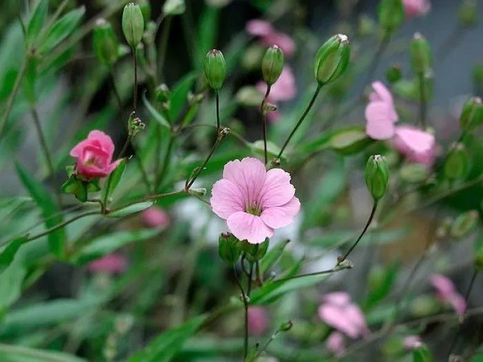 冬天常见中药植物图片及功效,花期长的草本植物图片