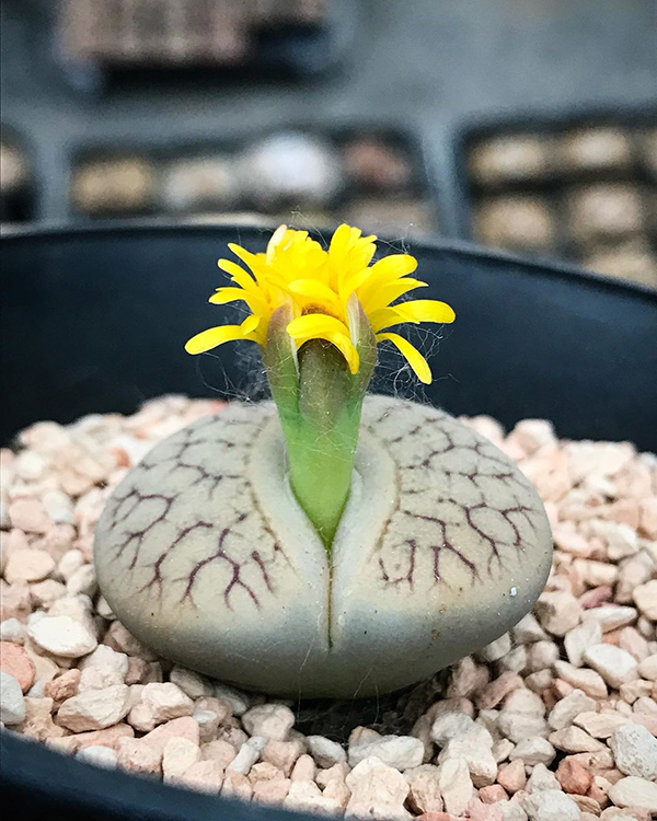 多肉植物一年四季可以晒太阳吗,夏季怕热怕晒的多肉植物