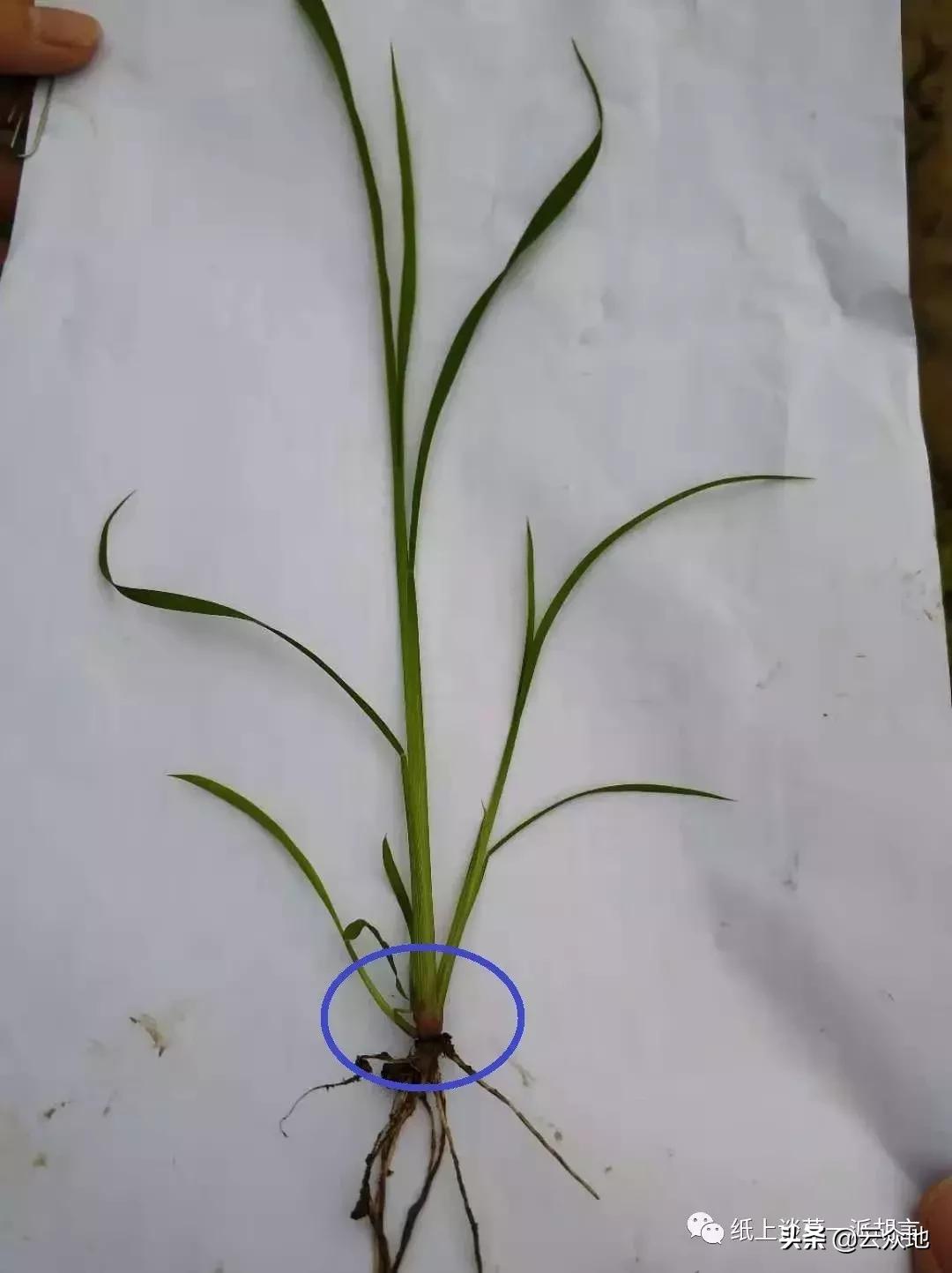 如何防除稗草,抗性稗草与普通稗草区别