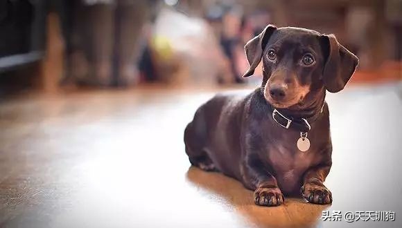 为什么德国犬种那么多,德国大型犬有哪些