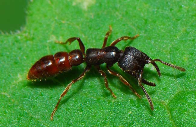 常见的蚂蚁图片,最常见的蚂蚁种类图片