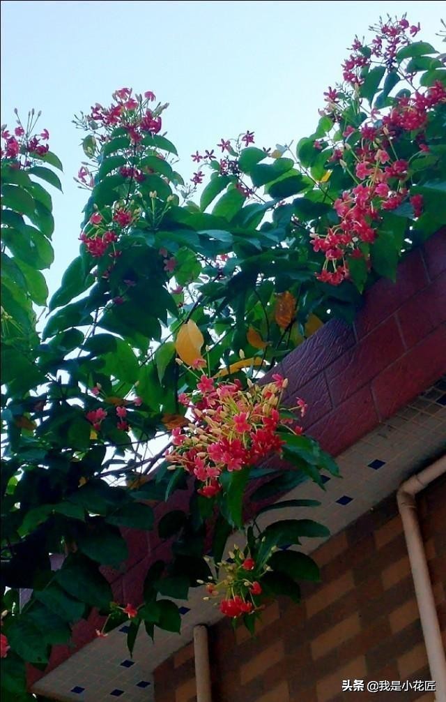 适合阳台种植的爬藤植物都有哪些,家庭阳台种什么爬藤植物比较好