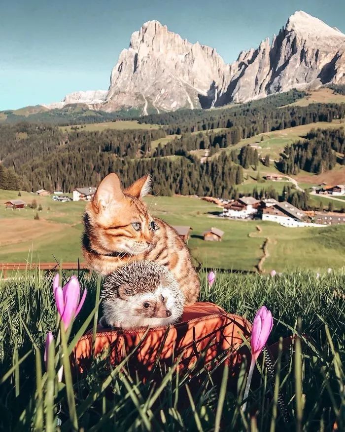 Ins上最火的网红小刺猬,拍写真,出自传,住别墅