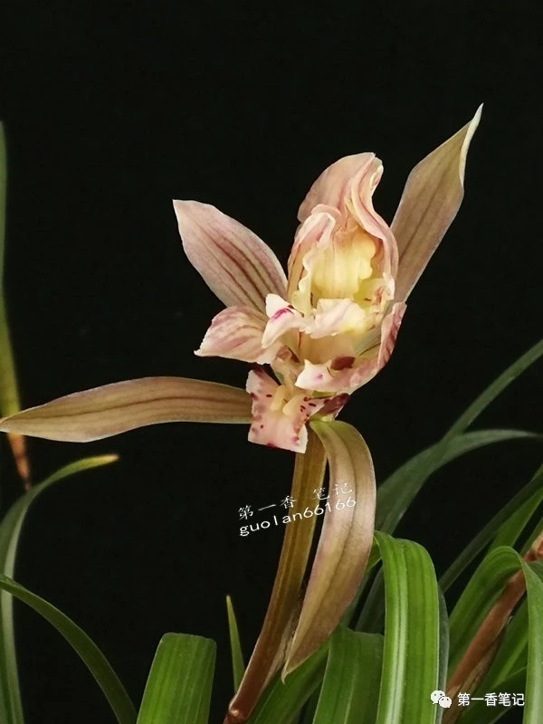 春兰哪个品种叶子好看花也好看,春兰品种名称及开花图片欣赏