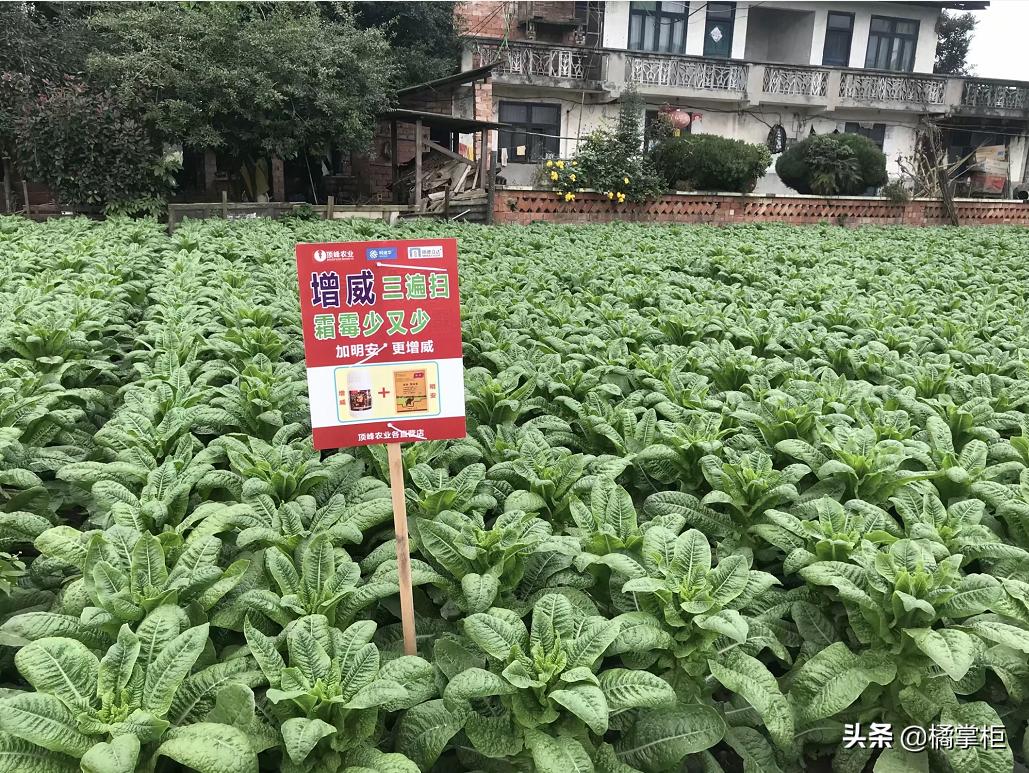 莴笋霜霉病打过药叶子变黄了,莴笋霜霉病打多菌灵有没有效果