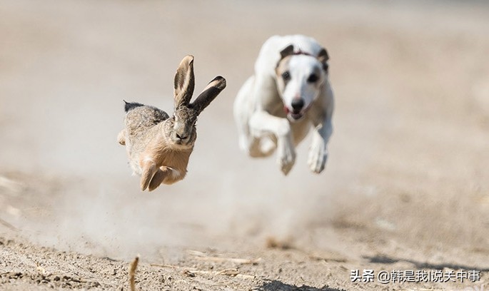 细狗撵兔视频最新精彩瞬间,关中细狗撵兔历史