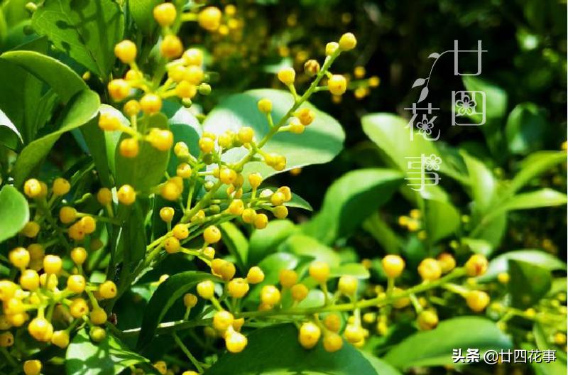 养了十来年的米兰花,养了十年的米兰枝繁叶茂