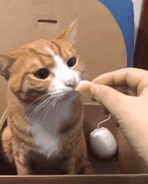 科学研究表明撸猫好处多多,撸猫已经成为了一种“病”