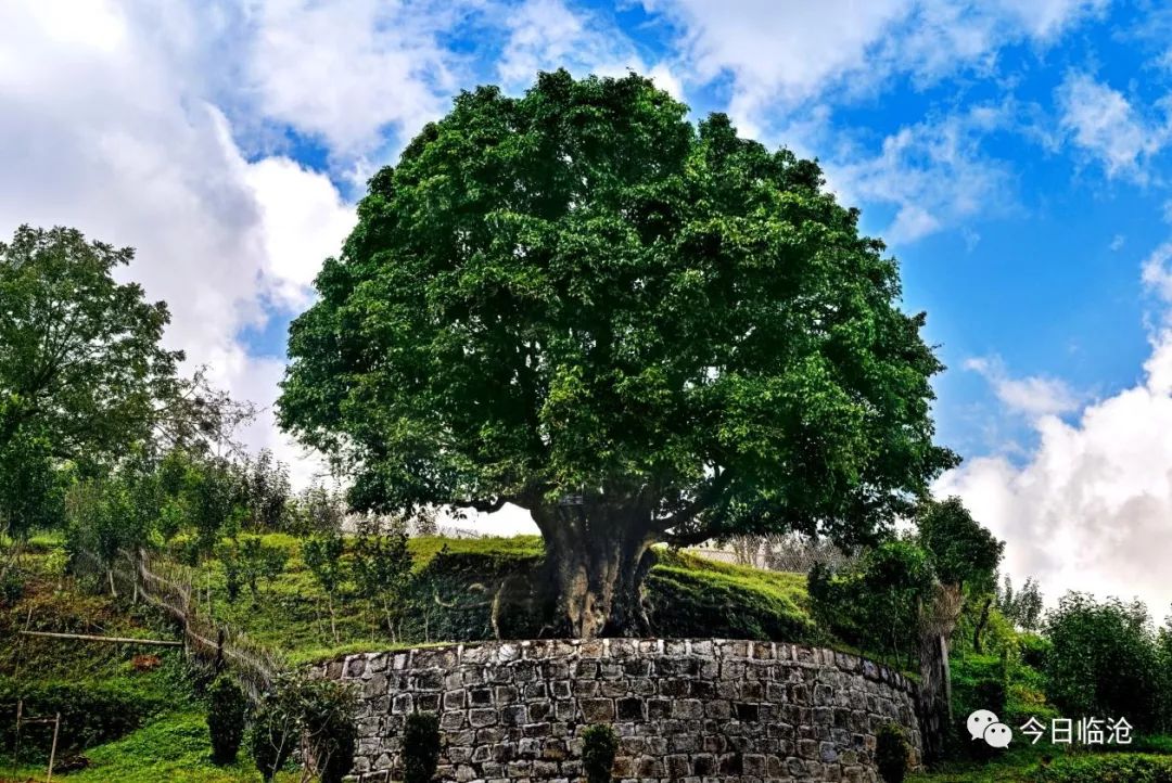 普洱茶四大产区和六大茶山,普洱茶六大产区和六大茶山地图