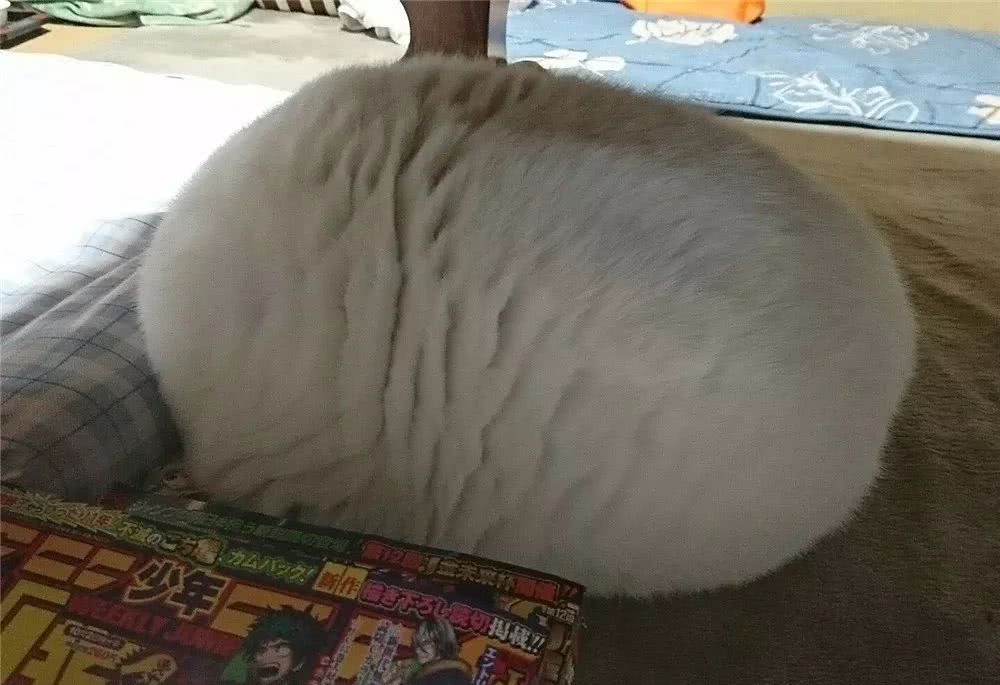 猫咪到底是什么样的猫,猫到底是个什么物种至今还是个谜