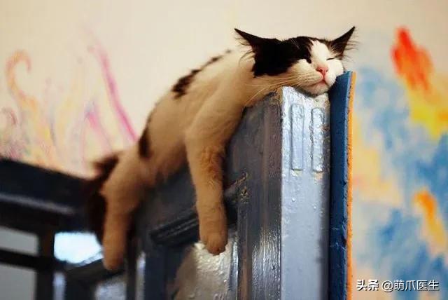 猫睡相太丑,因为猫样子丑所以被遗弃