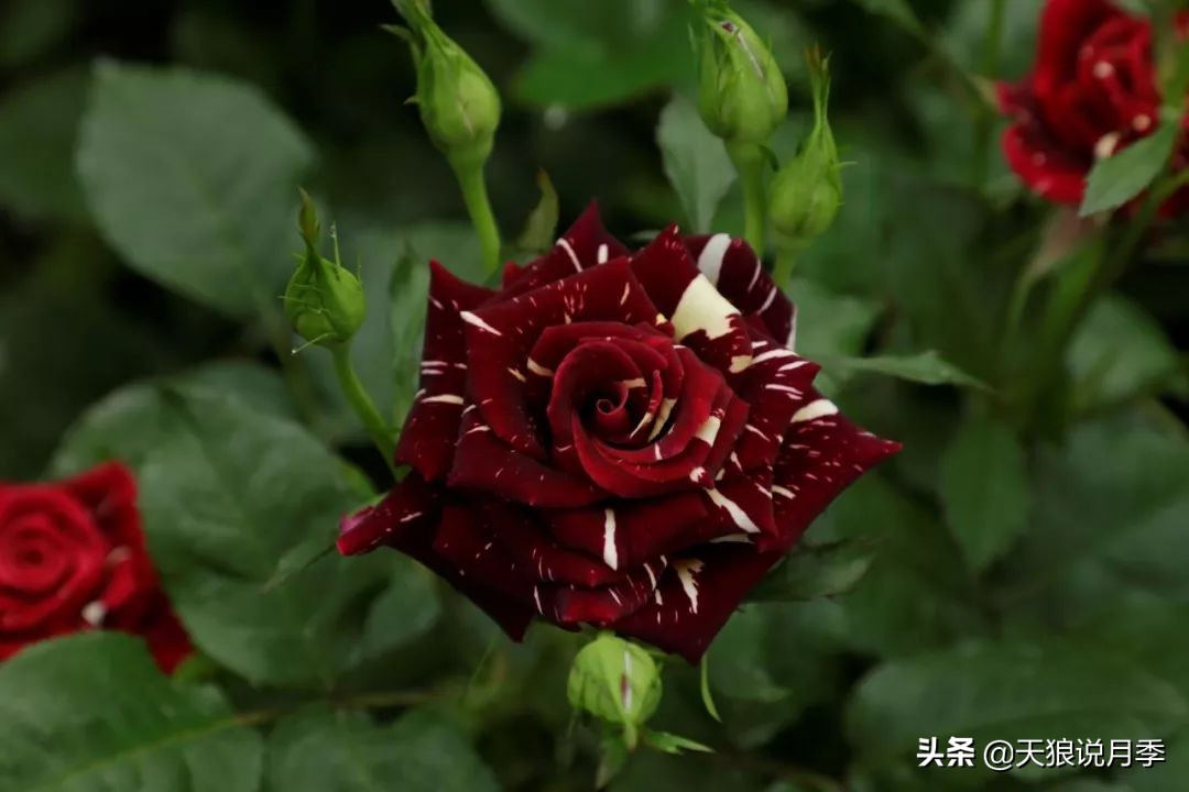 月季花瓣里面藏的黑虫,月季土里有黑虫子怎么回事