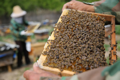 蜂群来袭,在野外遇到蜜蜂群蜂攻击该怎么办