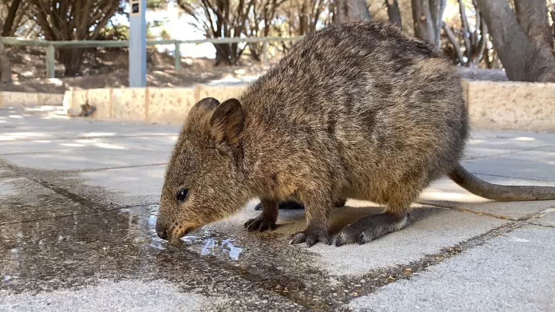 西澳大利亚珀斯有什么好玩的,西澳珀斯必去景点