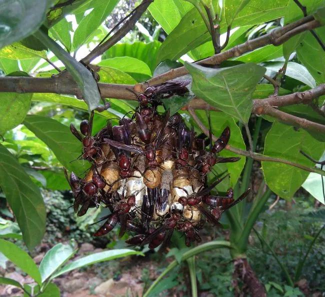 农村有哪些很毒的虫子,农村野外需要防备的毒虫