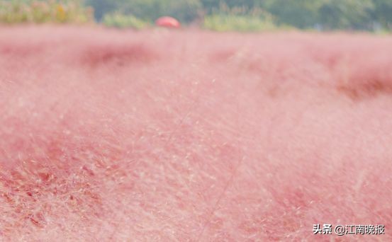 无锡哪里有粉黛乱子草,惠山古镇赏菊花