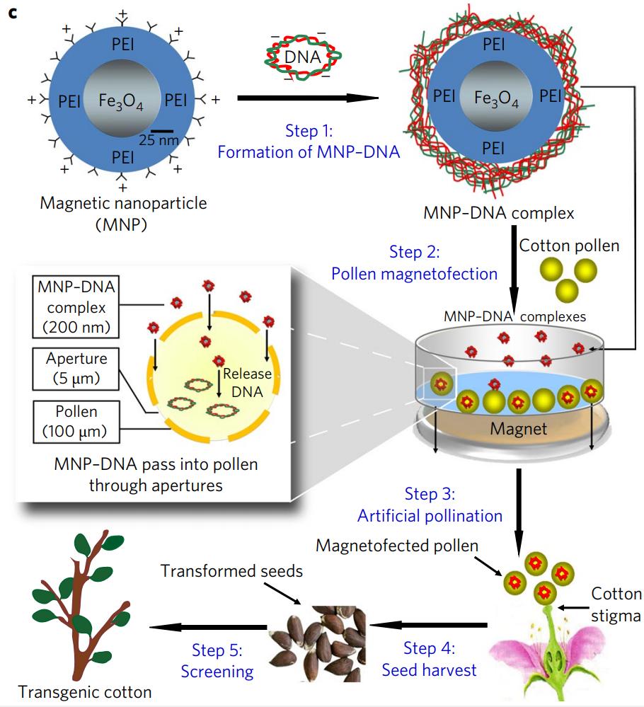 转基因技术最新研究成果,转基因技术带来的灾难性后果实例