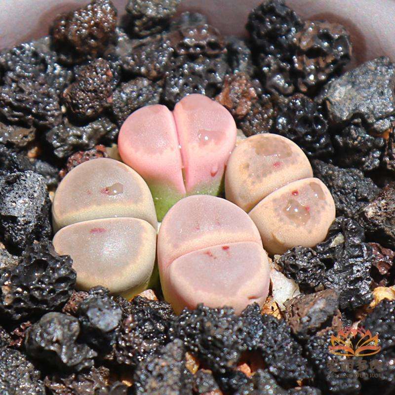 100种常见多肉植物图鉴收藏,1000种多肉植物图鉴及名字