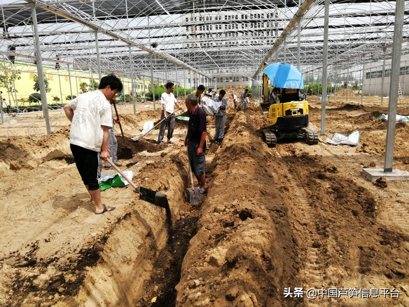 芦笋种植后几年都可以不移栽吗,芦笋怎么种植最好不在棚里种