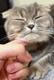 小心，猫咪露出肚皮让你撸，这其实是陷阱