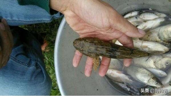 沙塘鳢可以作为观赏鱼吗,常见河鱼沙塘鳢