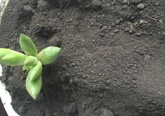 盆栽花灌根施肥的正确方法,怎样使盆栽花卉多发新根